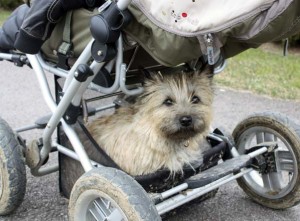 Kinderwagen mit Hundekorb